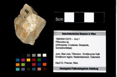 Foto (Objekt + Etikett) von Pithonoton sp.  (NHMW-GEO-1990-0041-3270)